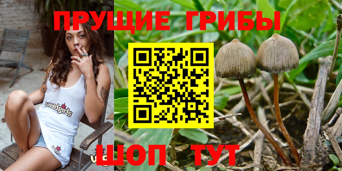 Галлюциногенные грибы Psilocybine cubensis Заводоуковск